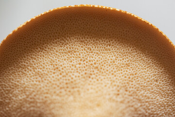 The underside of a young pheasant backed mushroom.