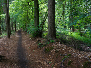 Fototapeta na wymiar kleiner Radweg mitten im Wald in der Nähe von Westerstede
