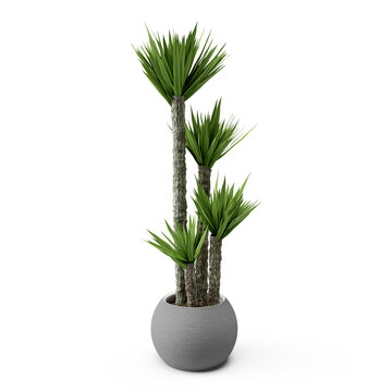3d render palm trees grow from one pot of green plant on a white background