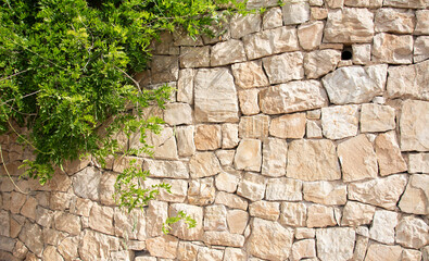 Stone wall background with green plants in spring in the Puerta Oscura gardens in Malaga