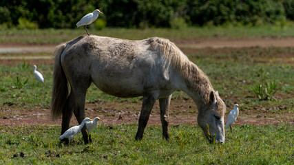 white horse grazing in field
