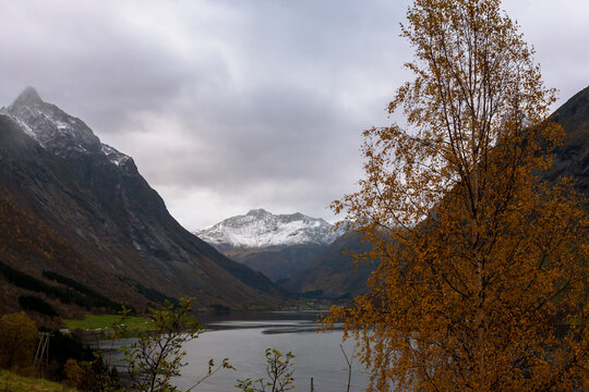 Norangsfjorden, Møre og Romsdal, Norway, seen from Urke, with an Autumn-tinted silver birch tree in the foreground, and the peak of Slogen dominating the fjord.
