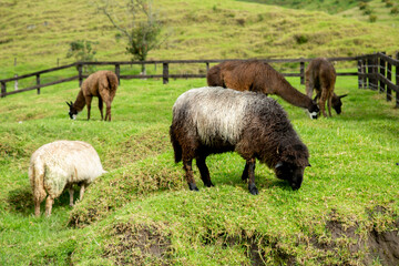 Fototapeta premium Ovejas de un viaje al Valle del Cocora en el Quindío , parte central de los andes de Colombia. Animales fantásticos que se pueden encontrar en prados y lugares hermosos del paisaje cafetero.