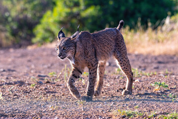 Iberian Lynx watching in Castilla La Mancha, Spain.