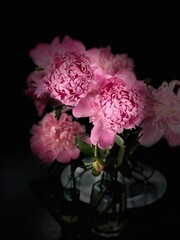 Pink peony flower blooms