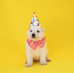 Fototapeta na wymiar happy puppy with party costume