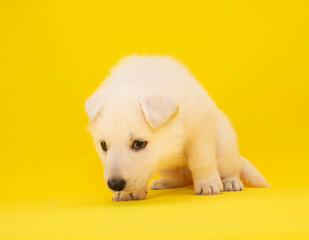 cute white puppy on isolated yellow background