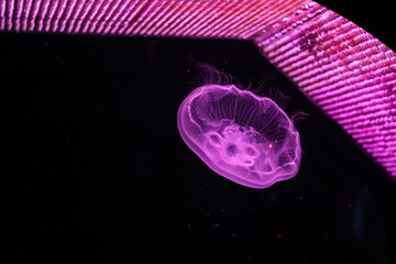 round small jellyfish in purple lighting on a black background in an aquarium in an oceanarium
