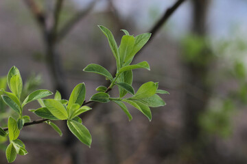 young leaves of an apple tree in the shade of a sunny day

