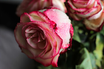 pink rose with red petals in water drops, rain, roses