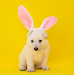 Fototapeta na wymiar little puppy dressed up in bunny ears