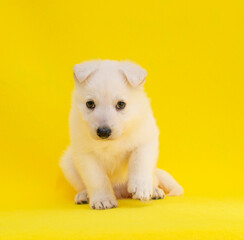 Fototapeta na wymiar cute white puppy on isolated yellow background