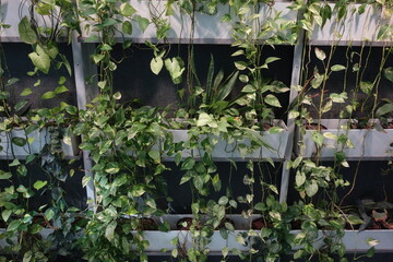 facade greening or wall greening