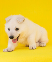 cute white puppy on isolated yellow background