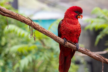 Red Lorikeet © Melanie