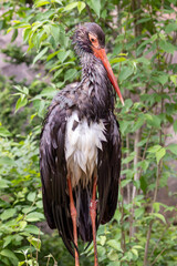 Black and White Bird