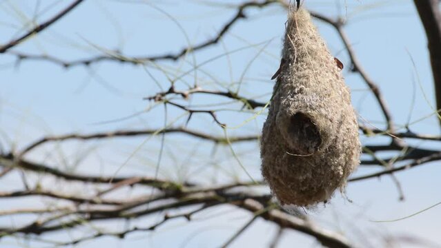 Penduline tit on the nest, remiz pendulinus. In the wild.