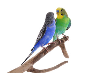 Two beautiful parrots perched on branch against white background. Exotic pets