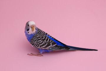 Beautiful parrot on pink background. Exotic pet