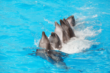 Dolphins swimming in pool at marine mammal park