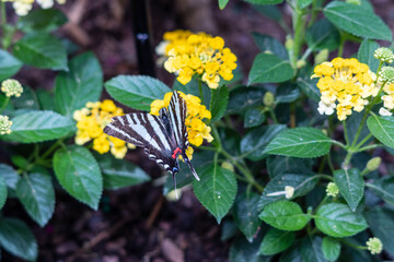 Black and White Butterfly On Yellow Flowers