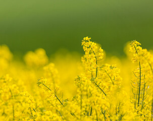 Obraz premium field of yellow rapeseed