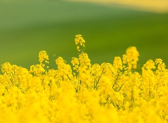 yellow rapeseed
