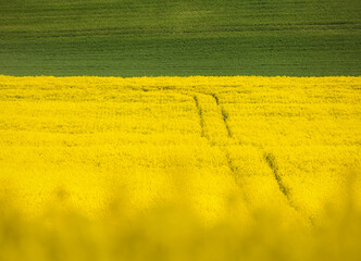 Obraz premium field of rapeseed