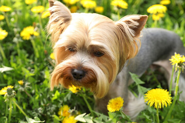 Cute Yorkshire terrier among beautiful dandelions in meadow on sunny spring day, closeup