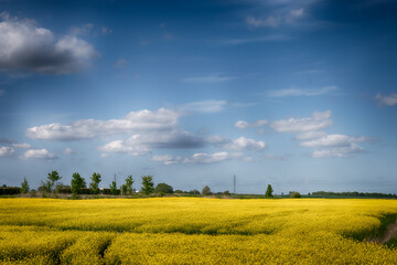 The perfect landscape of fields in a sunny day with perfect clouds in the sky