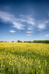 The perfect landscape of fields in a sunny day with perfect clouds in the sky