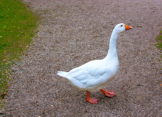 Beautiful snow-white goose .