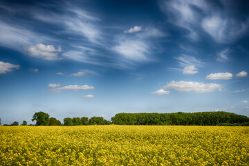 The perfect landscape of fields in a sunny day with perfect clouds in the sky