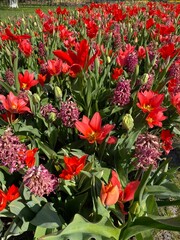 Colourfull blooming tulips in Spring. High quality photo