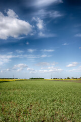 The perfect landscape of fields in a sunny day with perfect clouds in the sky