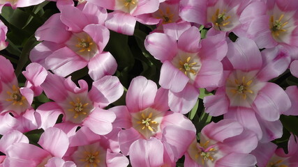 Colourfull blooming tulips in Spring. High quality photo