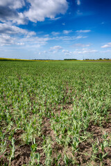 The perfect landscape of fields in a sunny day with perfect clouds in the sky