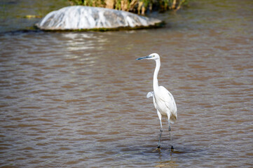 Egret is fishing in the water