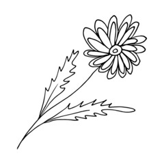 Vector doodle flower on white background. Isolated linear floral element for coloring page