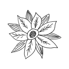 Vector hand drawn flower. Isolated linear plant on white background doodle illustration for coloring