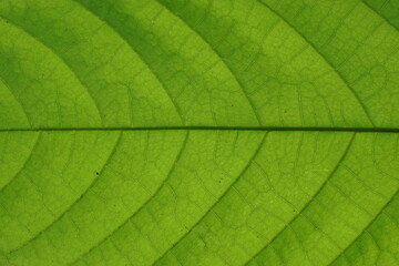Obraz premium Close-up green cacao leaf with detailed texture and veins. eco branding, botanical backgrounds, organic farming, and natural product visuals.