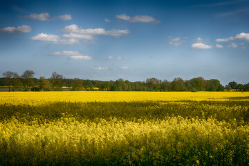 Fototapeta premium The perfect landscape of fields in a sunny day with perfect clouds in the sky