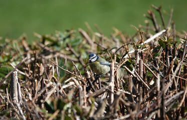 A selective focus shot of a blue tit perching in a hedge against a blurry green background. 
