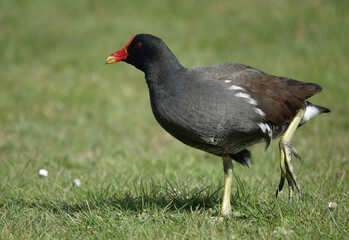 A close-up of a moorhen walking on grass.  