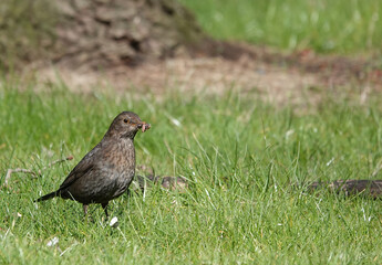A female blackbird perching on the ground with worms in her beak. 
