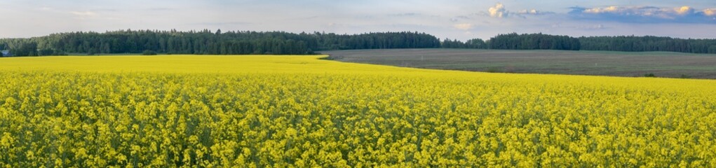 Pole rzepaku © MagicEarthPlanet