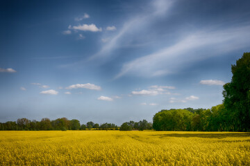 The perfect landscape of fields in a sunny day with perfect clouds in the sky