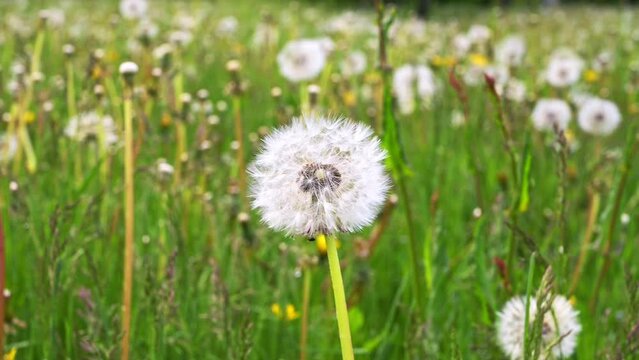 Green flower field with dandelions. Summer or spring fottage