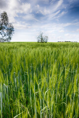 The perfect landscape of fields in a sunny day with perfect clouds in the sky