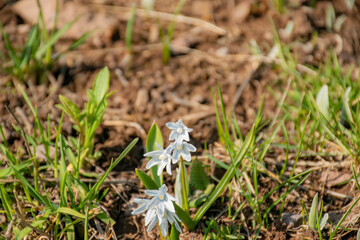 little snowdrops in the forest